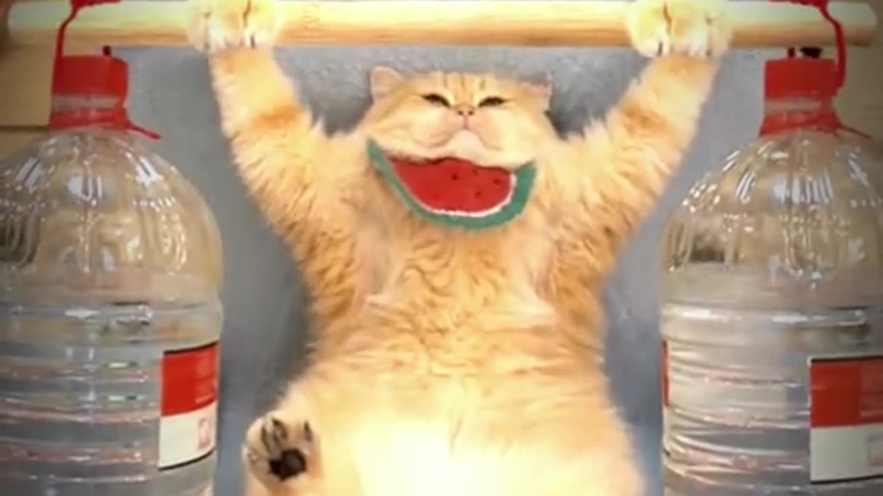 Cat gym 02 #fact #cat #funny cat #cat lover #shorts #viral