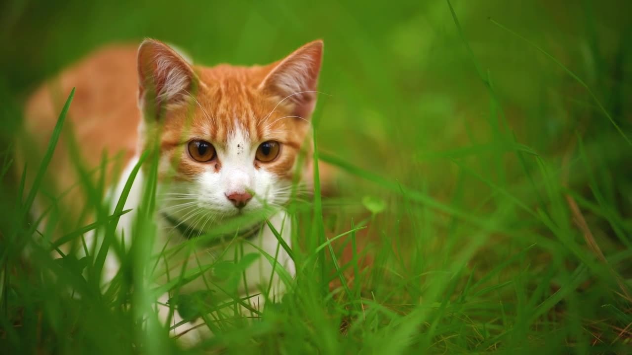 White cat lying on grasses seen up carefully