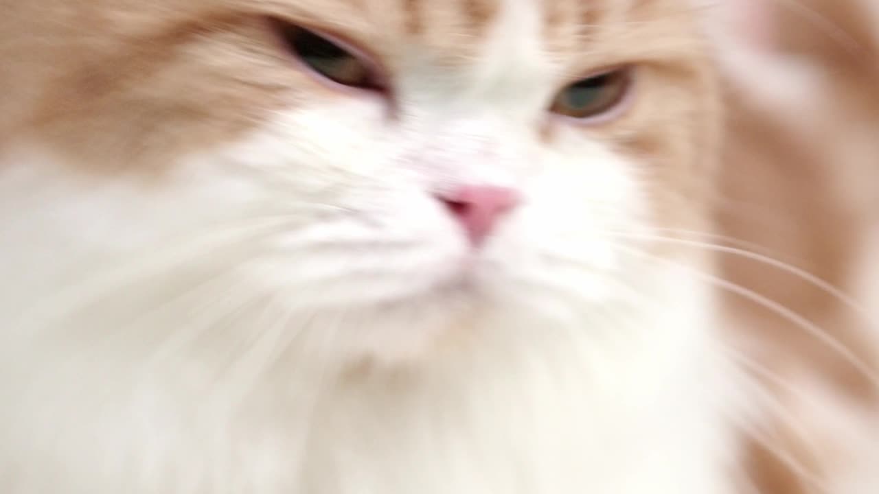 Cute Cat natural video.