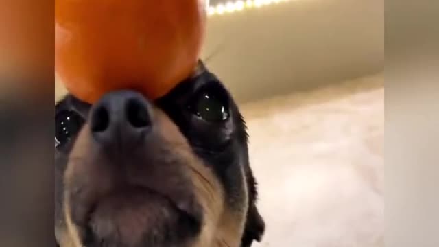 A dog in a fruit hat