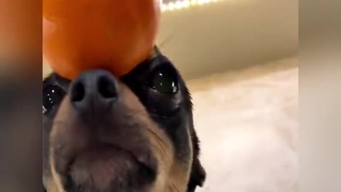 A dog in a fruit hat