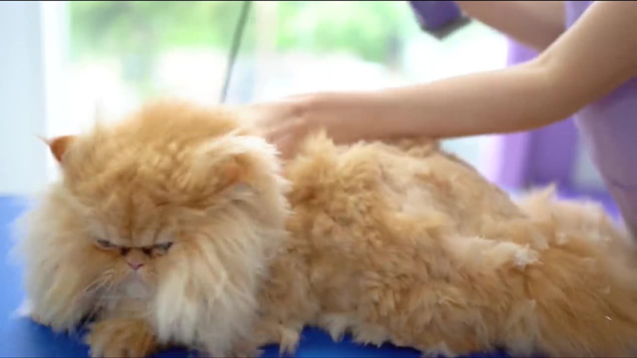 Have you ever seen how cats go to the hairdresser?