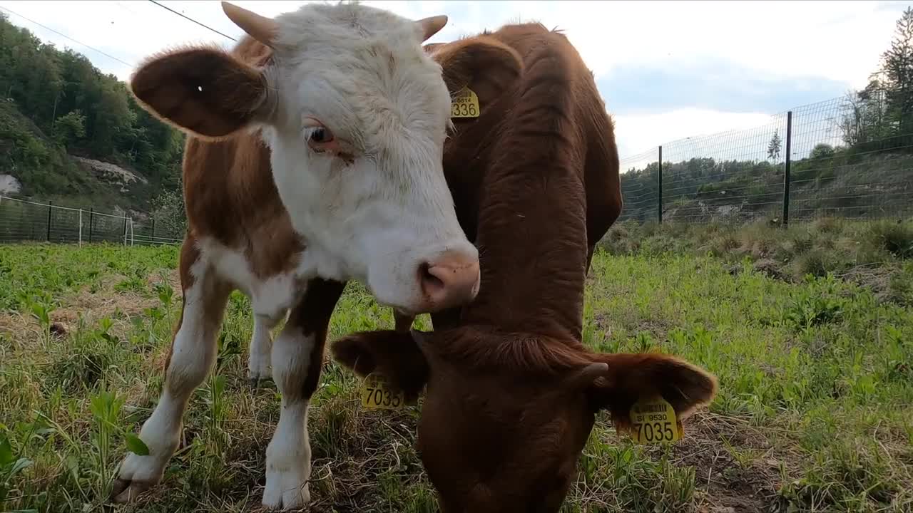 Animals