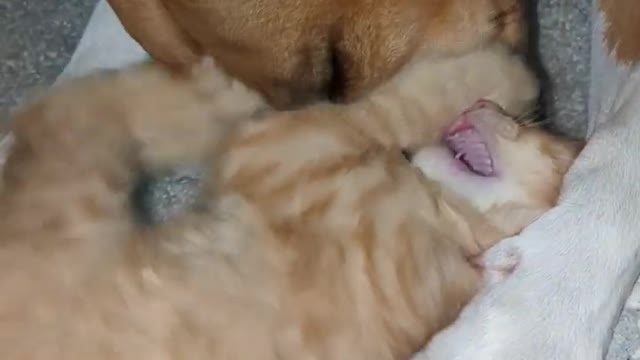 funny animals dog playing so nicely with kitten