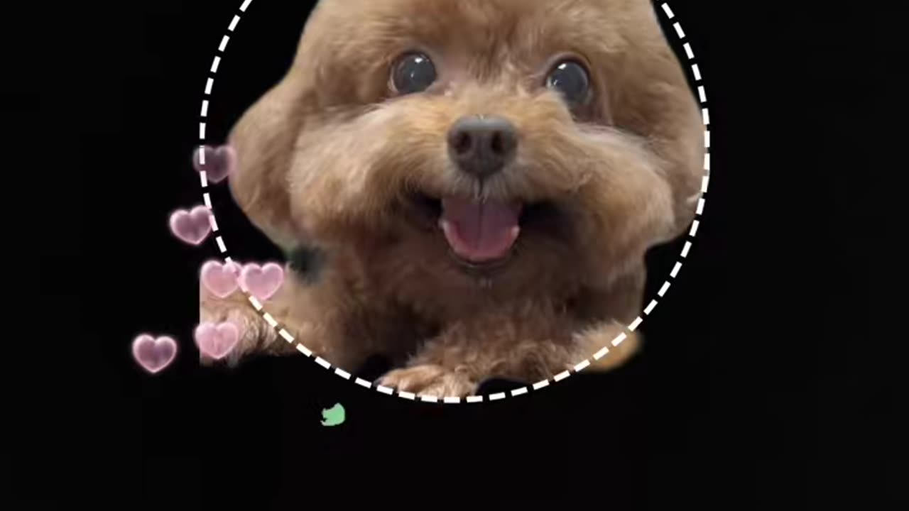 #foryou #foryoupage #fypシ #puppy #cute #funny