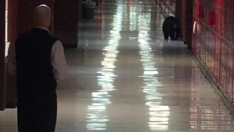 Black Bear Walks The Halls of Bozeman High School