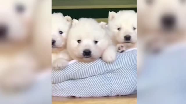 A litter of cute puppies. Love them all!