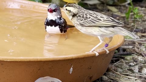 finches in flock bathing - mix species of aviary birds