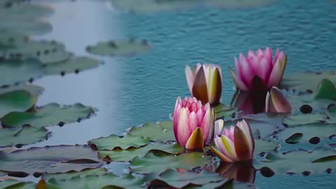 water lilies