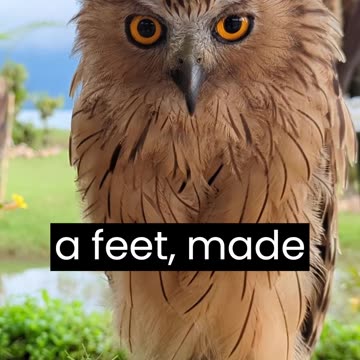 Owl - Owls are associated with wisdom and are known for their night vision and silent hunting