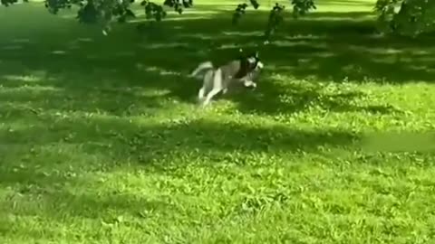 Funny animal videos|Cute animal videos |Funny dog&cat videos|Hilarious pet videos|funny video