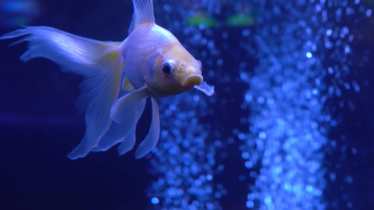 Goldfish in the aquarium