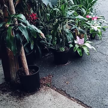 Not all are medicinal