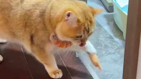 it&#39;s so funny #cat #cute #fyp #funnyvideos #funny #catsoftiktok