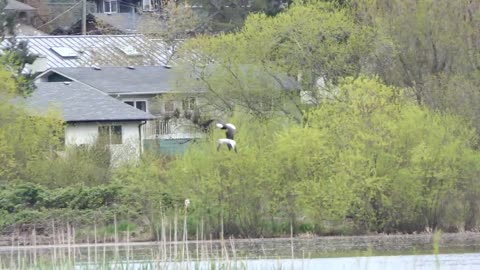 Ross Goose being chased by a Bald Eagle