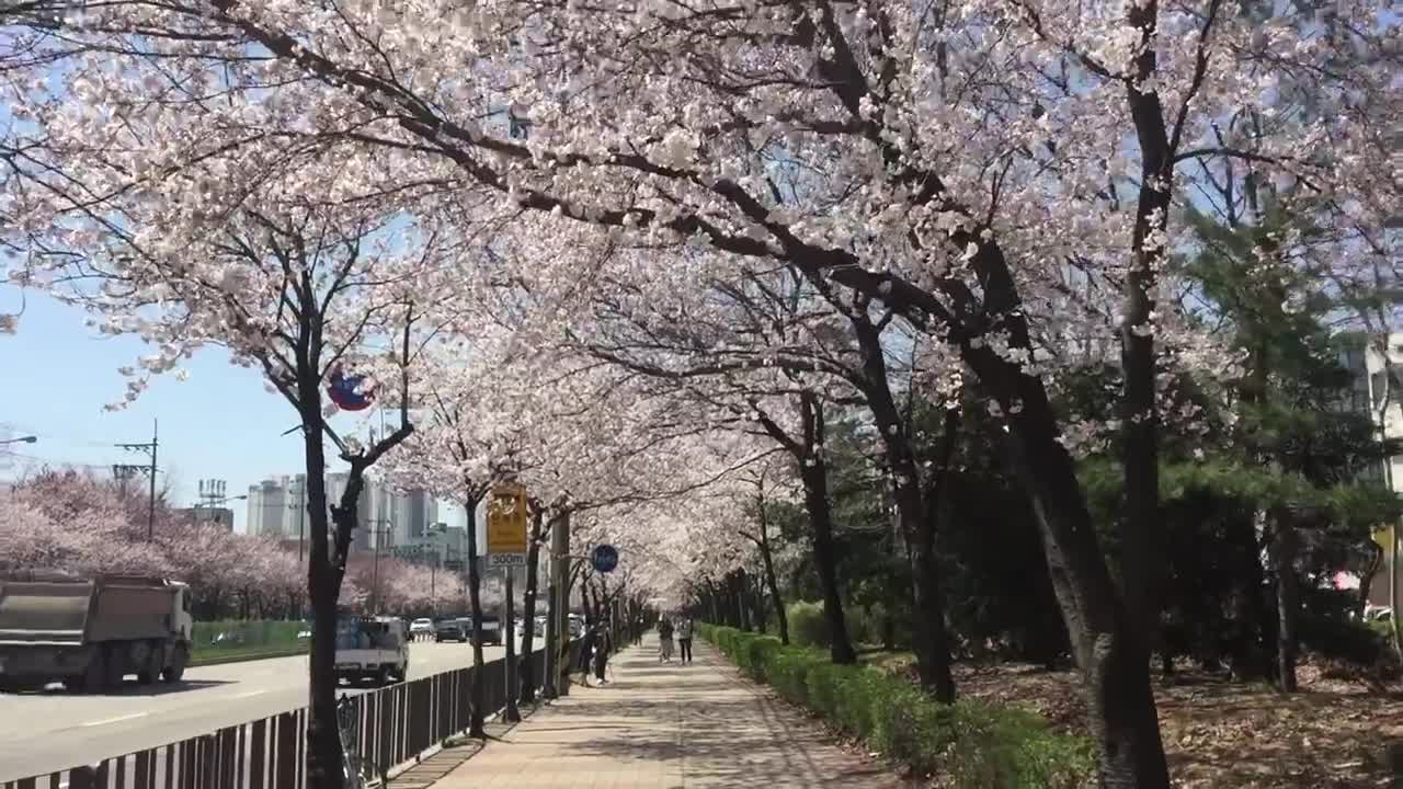 20 Second Korea: Walking through a tunnel of Cherry Blossoms