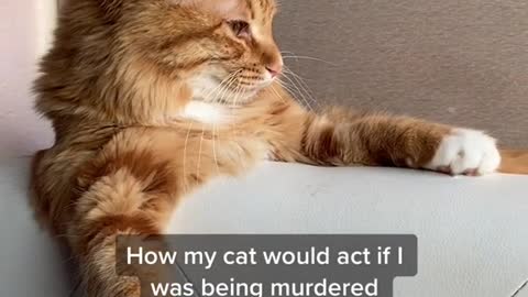 How my cat would act if I was being murdered in our house