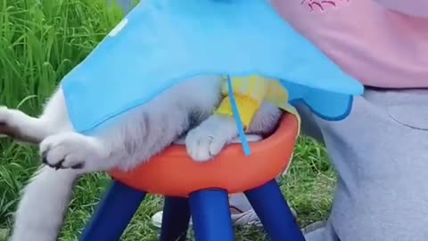 Cat Tiktok video