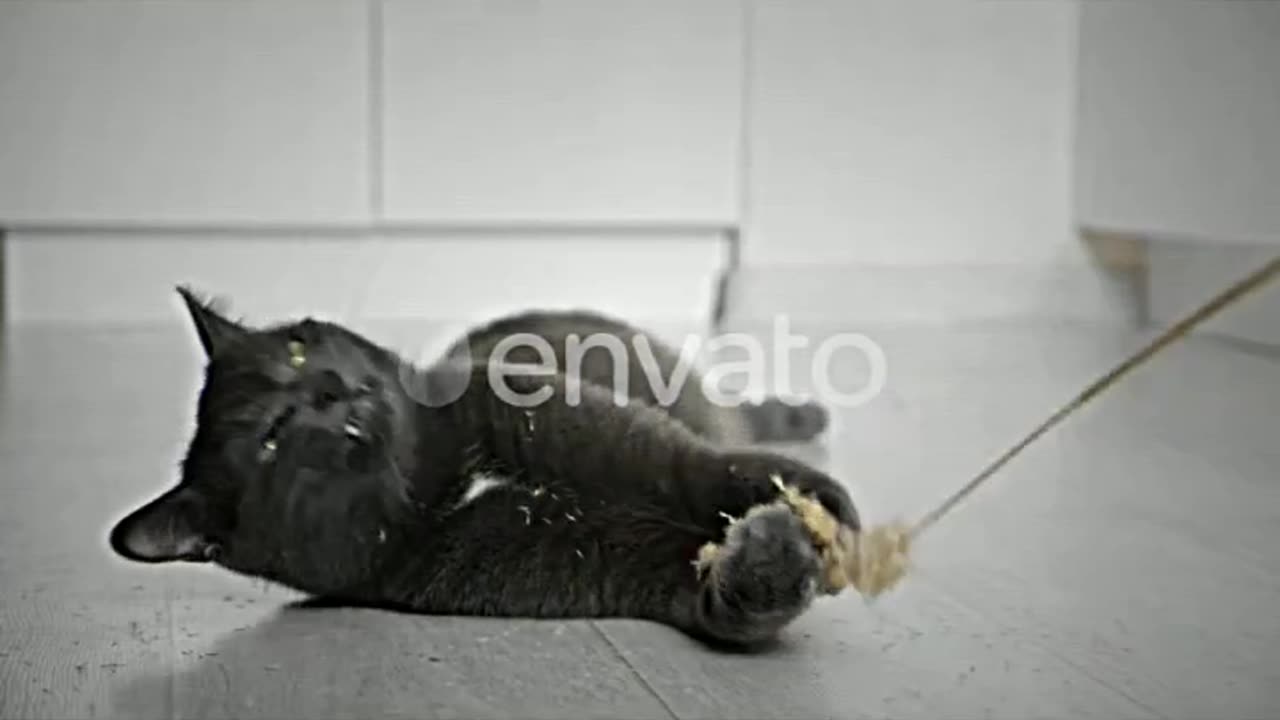 Closeup of a Gray Cat Playing