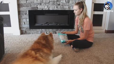 DIY Dog Teeth Plaque Removal