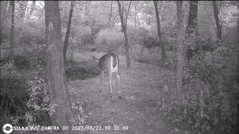 Backyard Trail Cam - Buck Antlers with Light String