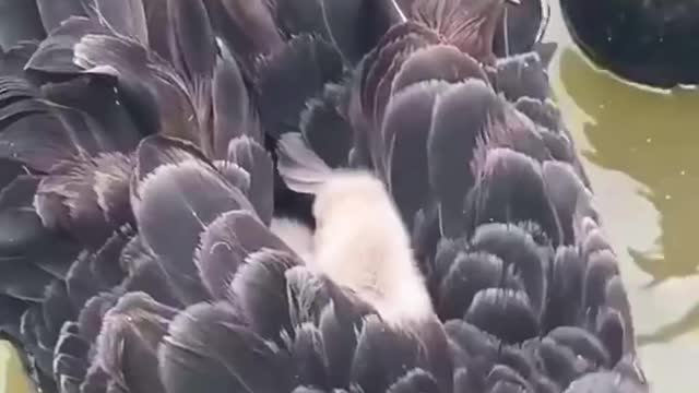 The beautiful black swan was swimming leisurely, protecting the little swan