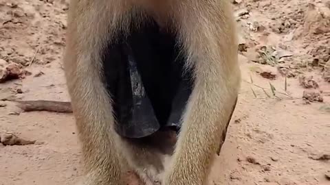 Funny animals