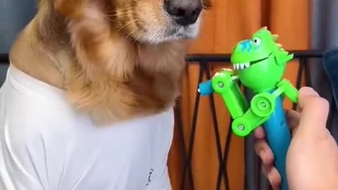 Dog amazing reaction!!