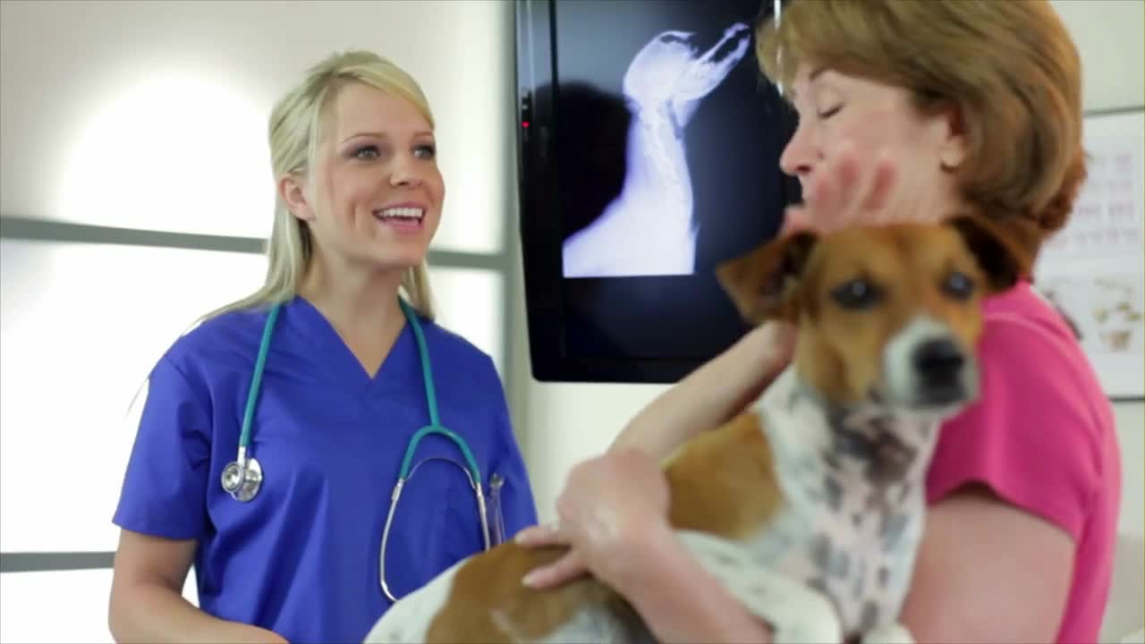 veterinarian explaining dogs xray rack focus