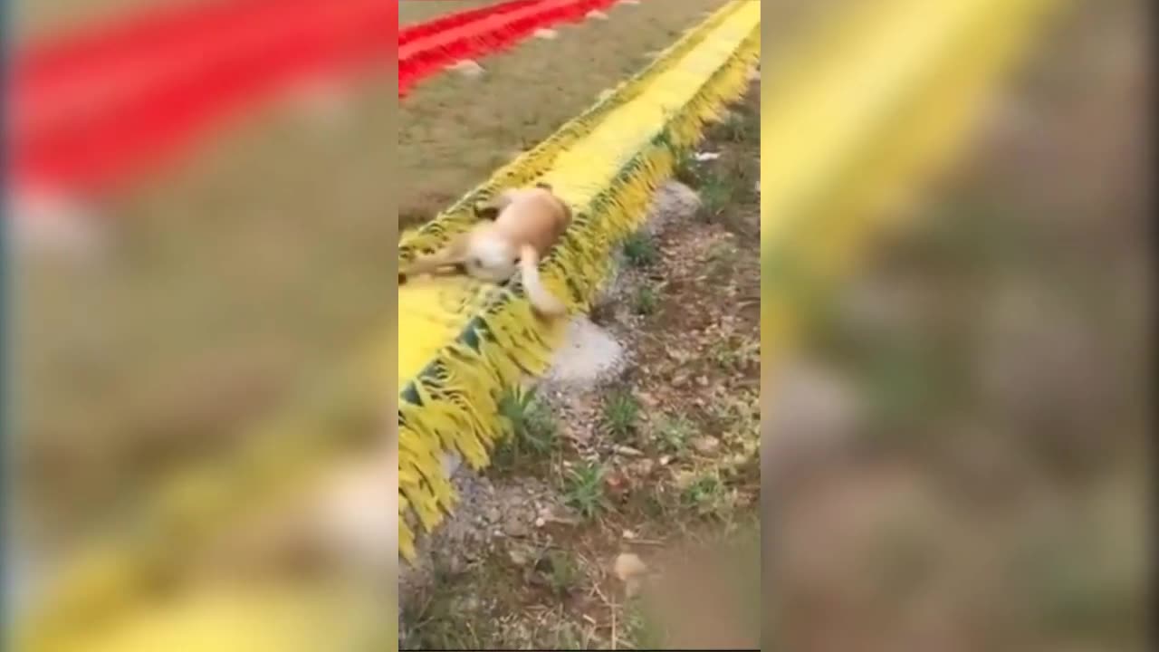 funny animal