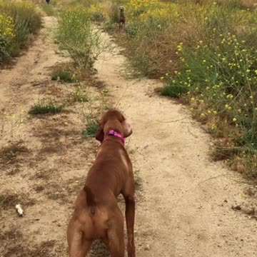 Sneak Attack (wait for it, it isn't what you think)