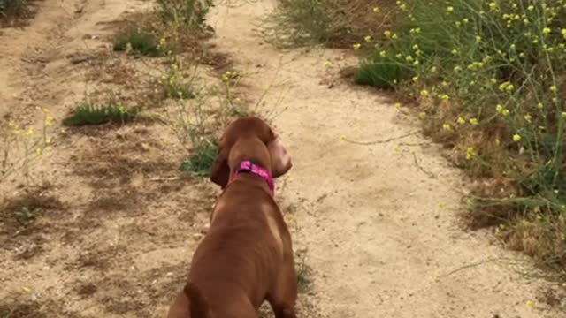 Sneak Attack (wait for it, it isn't what you think)