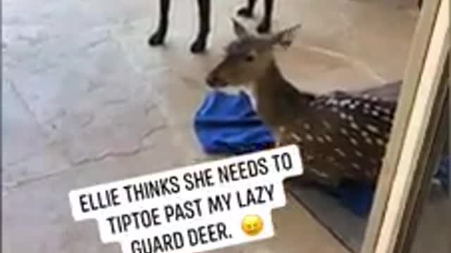 Pup Tip-toes Into House Past Rescued Deer👏🏽