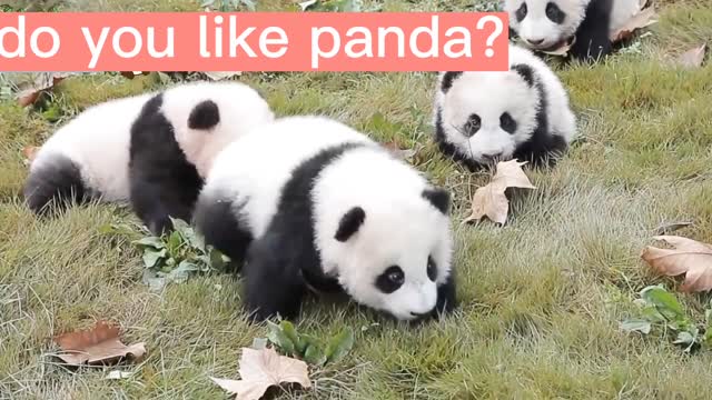do you like panda?Do you remember kungfu panda?