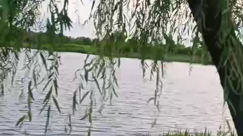 Plants on a beautiful lake pin