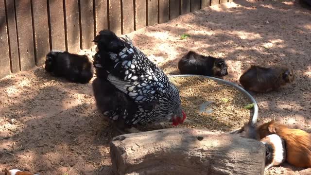 Effects of farm animal and bird sounds