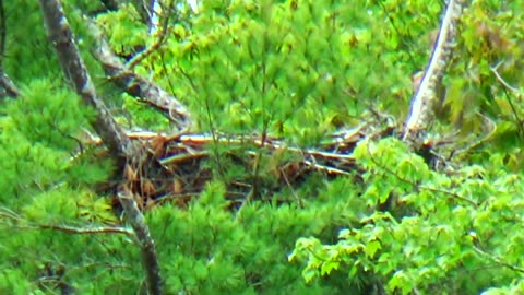 Eagle Nest