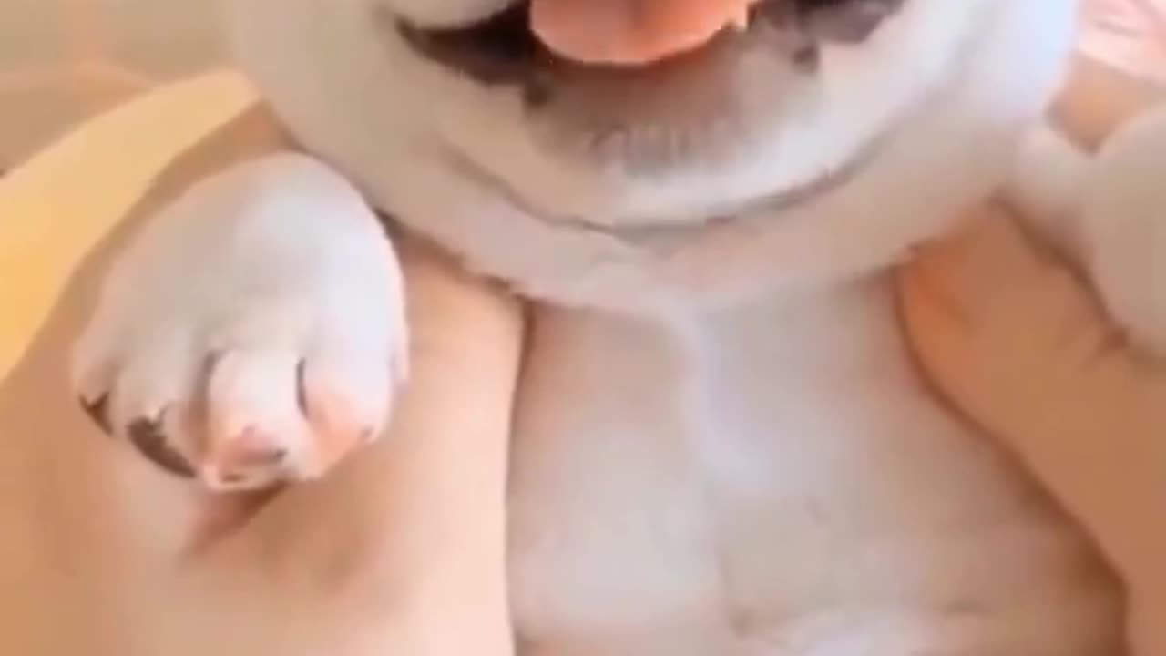 Best baby Dog I Cute&Funny Dog video #short