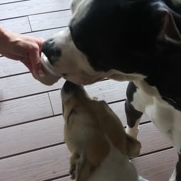 Duke's First Ice Cream Treat