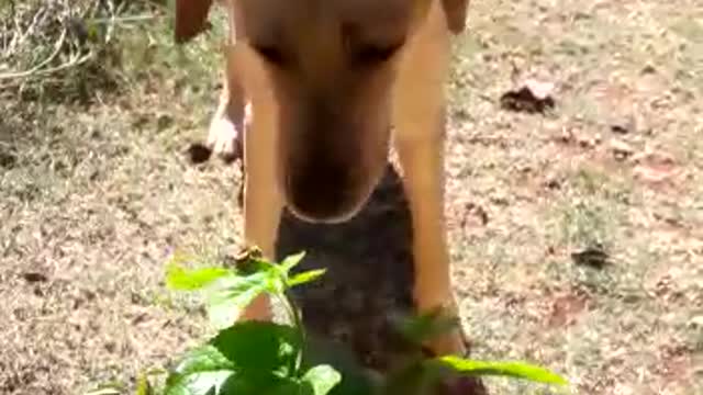 Labrador and Bumblebee - Cute