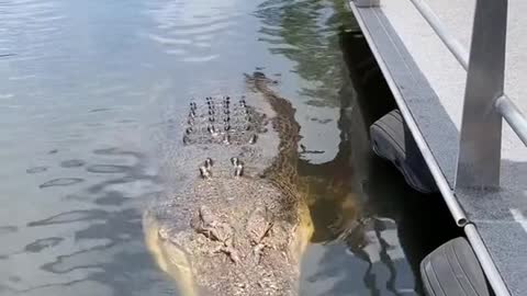 This crocodile is absolutely massive 🤯