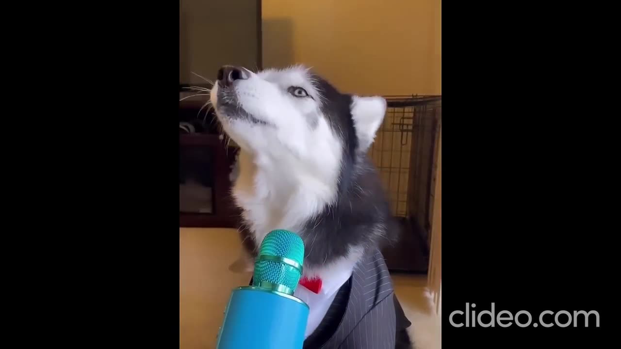 New Funny Animals π Funniest Cats and Dogs Videos πΊπΆ