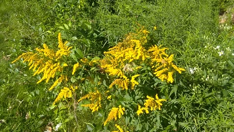 Goldenrod