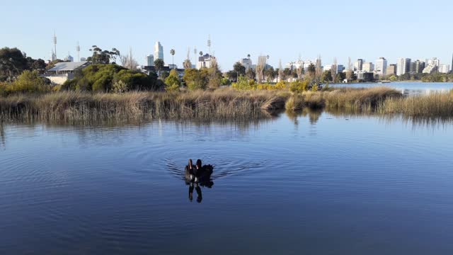 Lovely black swans animal pet