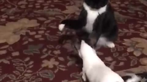 Funny animals