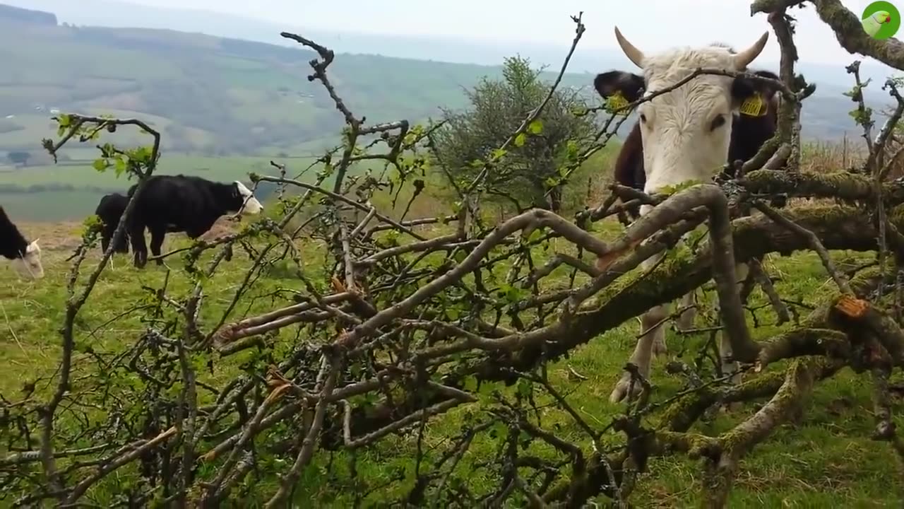 COW VIDEOS 🐄 COWS GRAZING 🐄 COW SOUNDS