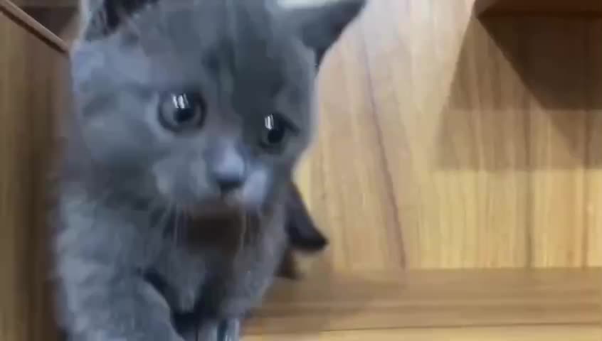 cute kitten