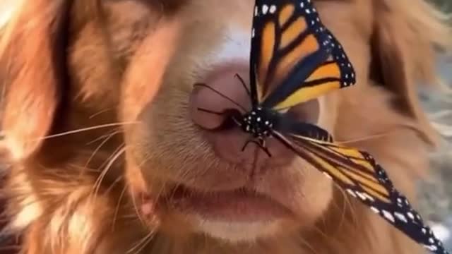 to protect animals
