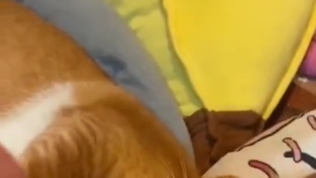 FUNNY ANIMALS VIDEOS TRY NOT TO LAUGH 🤣 | FUNNY CATS | FUNNY DOGS |