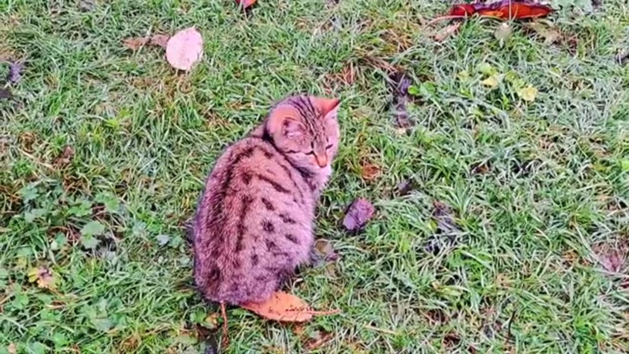 A cute kitten looks at birds flying in the air.